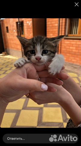 Кошка