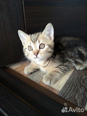 Шотландские котята