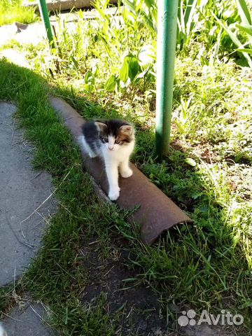 Котята ищут добрых хозяев