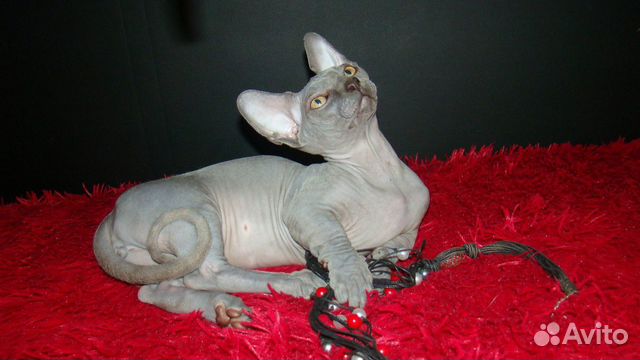 Кот короткие лапки Кот короткие лапки