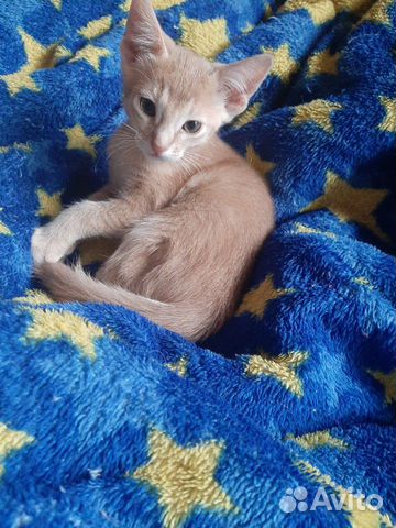 Кошка Кошка