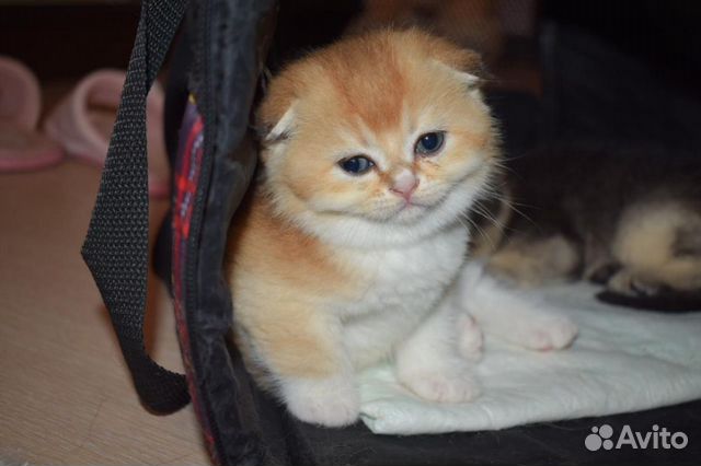 Элитные золотые котик кошечка Элитные золотые котик кошечка