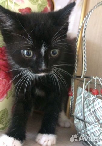 Котята
