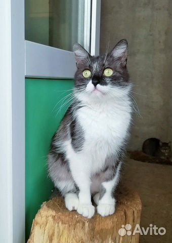 Кошечка, молодая, стерилизованная Кошечка, молодая, стерилизованная