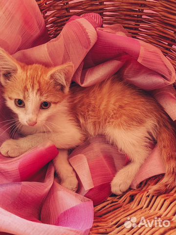 Котята ищут дом Котята ищут дом