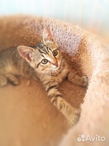 Котенок мальчик Котенок мальчик