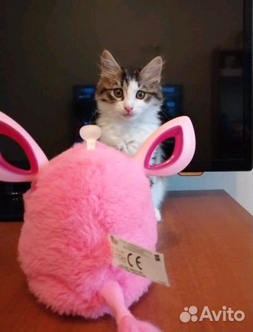 Котенок девочка 2 месяца Котенок девочка 2 месяца