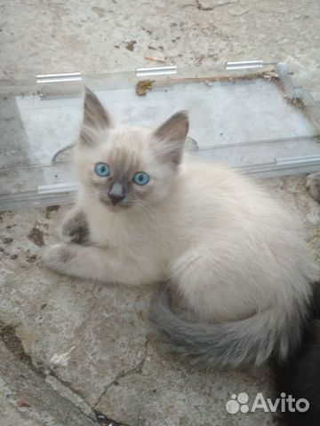 Котёнок (девочка) в добрые руки Котёнок (девочка) в добрые руки