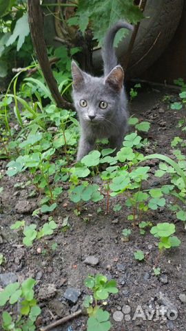 Котята Котята
