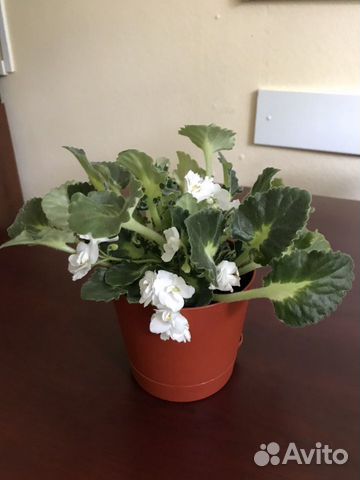 Фиалка в горшке