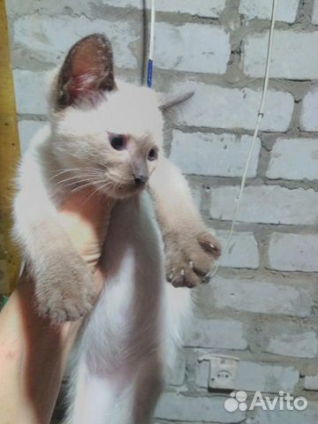Кошка в добрые руки