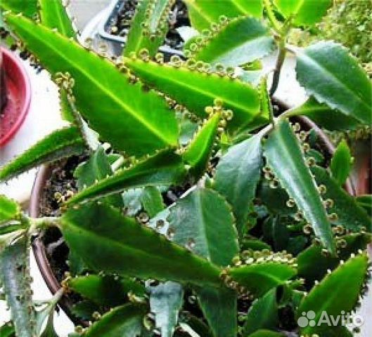 Каланхое, алое, золотой ус от