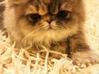 Персидские котята кошка