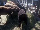 Овцы гессары