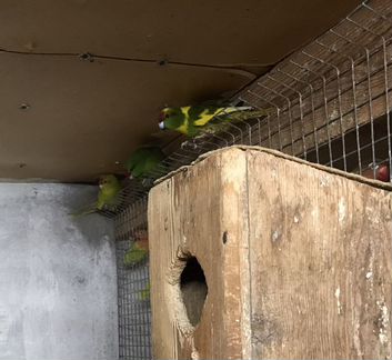 Попугаи Какарики птенцы
