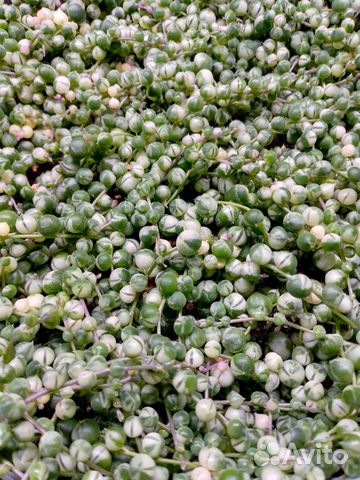 Крестовник Роули и Геррейна вариегатный