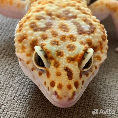 Эублефар вязка