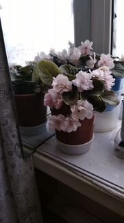 Фиалки цветущие