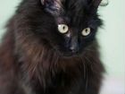 Пушистая ласковая черная кошка бесплатно