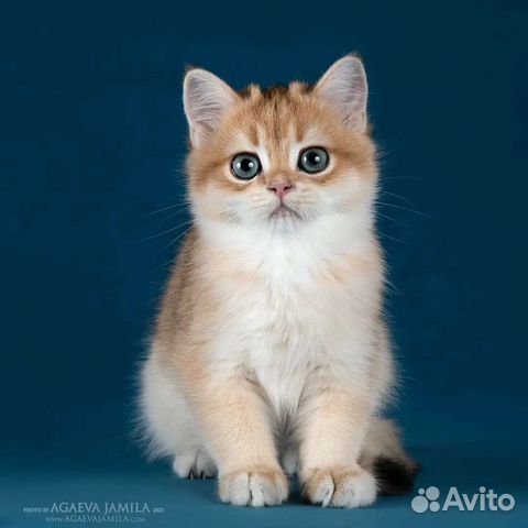 Мальчик золотая британская шиншилла