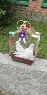 Белые голуби