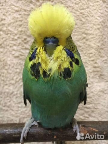 Волнистые попугаи и чехи, Кореллы