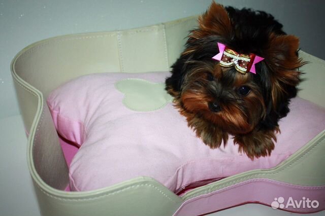 Щенки йоркширского терьера