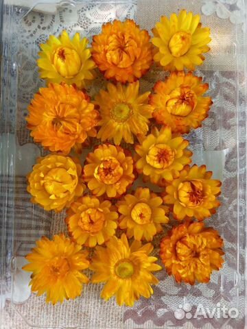 Сухоцветы. Гелихризум (Бессмертник)