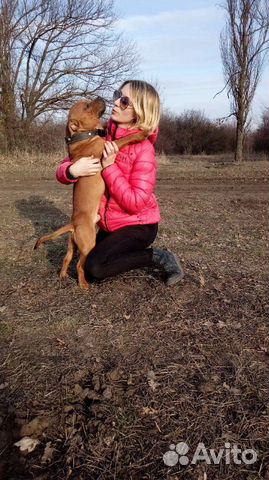 Дрессировка индивидуально