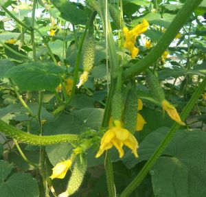 Семена огурцов Муссон