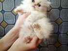 Очаровательные персидские котята объявление продам