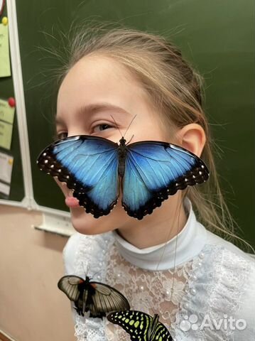 Выездная экскурсия «Мир живых бабочек»