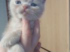 Котенок персидский вязка экзот объявление продам