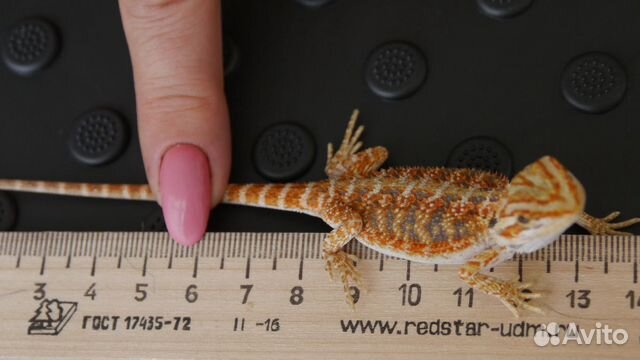 Бородатые агамы (красные)