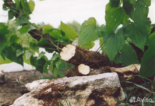 Адамов корень