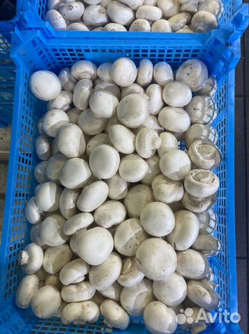 Грибы шампиньоны