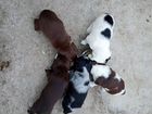 Собаки щенки спаниель объявление продам