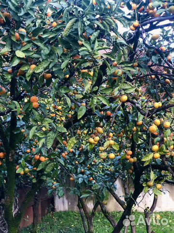 День в Абхазии