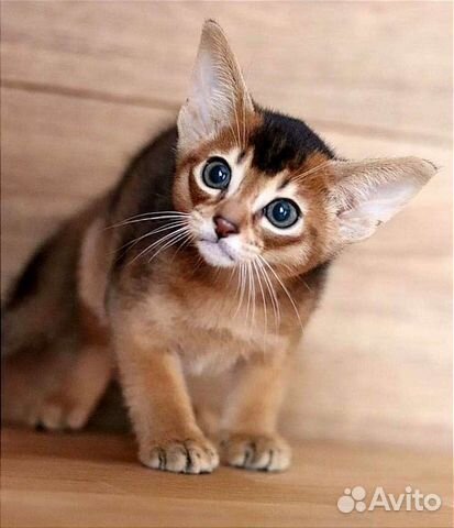 Абиссинские котята
