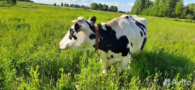 Корова дойная молочная