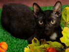 Черный котенок,кудрявый