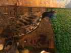 Красноухая черепаха бесплатно с аквариумом объявление продам