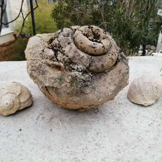 Древняя окаменелость