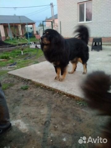 Вязка тибетский мастиф