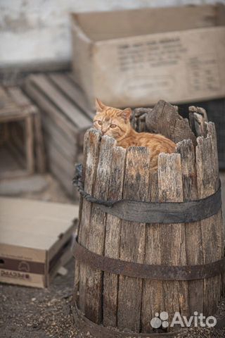 Отдаю в добрые руки котика