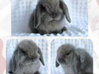 Карликовый кролик чистопородный минилоп