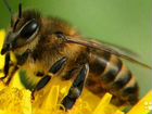 Пчелопакеты порода Карника Карпатка на 2022 г