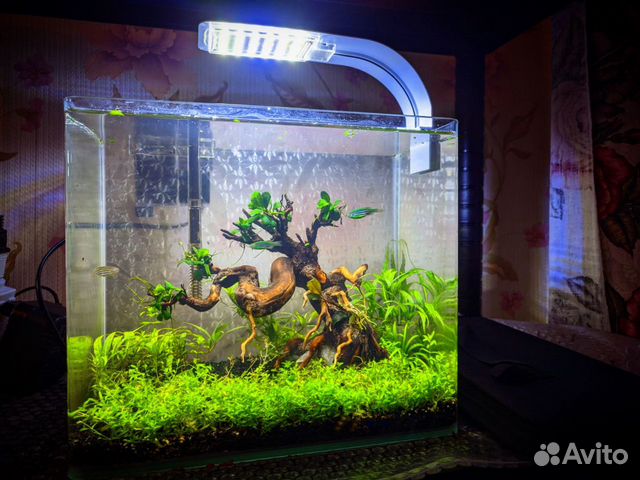 Аквариум для петушка, с живыми растениями