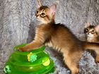 Сомалийские котята объявление продам