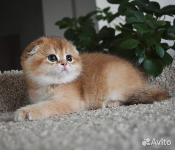 Шотландские котята